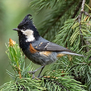 Spot-winged Tit